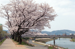 足羽川　桜並木01