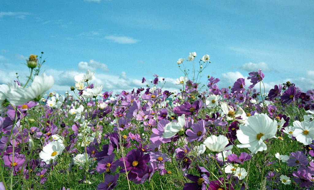 あわら市伊井　コスモス畑02