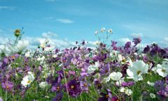 あわら市伊井　コスモス畑02