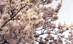 味真野小学校01