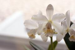 福井県総合グリーンセンター　洋らん展01