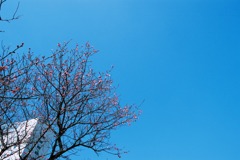 福井市中央公園　梅01