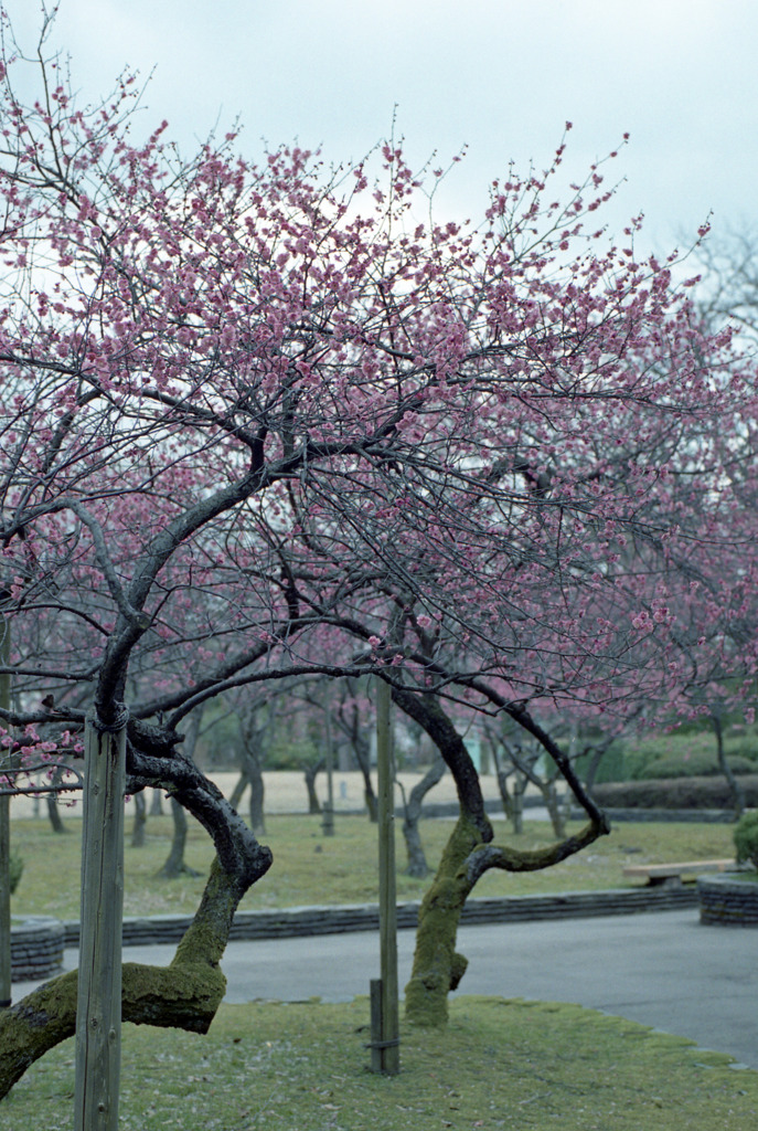 福井市中央公園　梅　３月中旬02