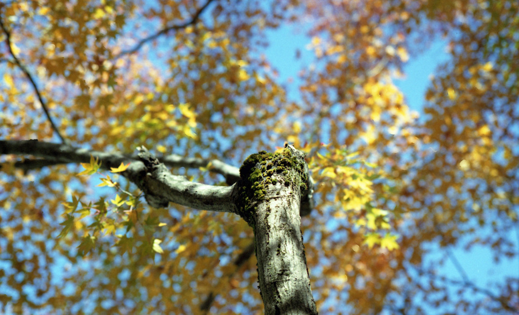 福井市中央公園Ｈ24.11　10