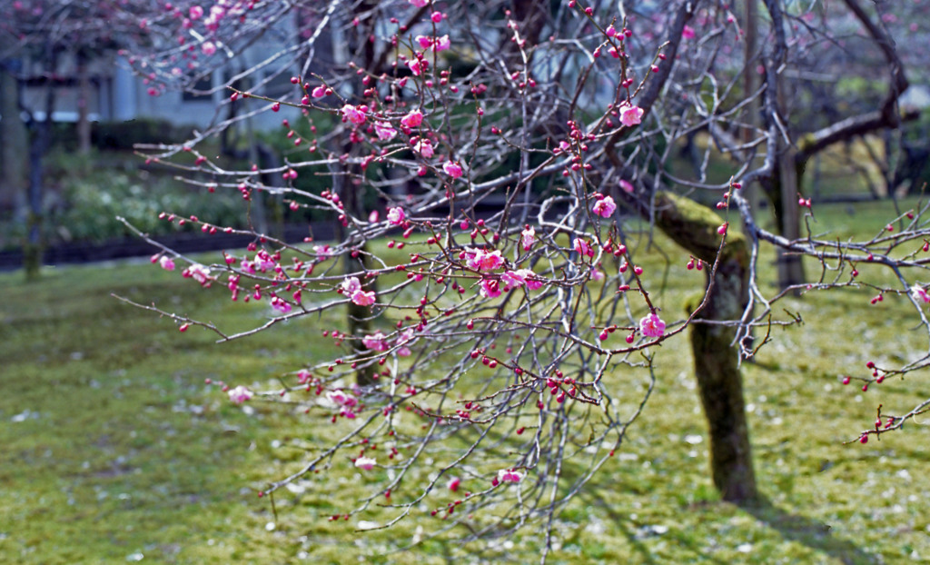 福井市中央公園４月上旬03