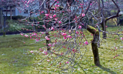 福井市中央公園４月上旬03