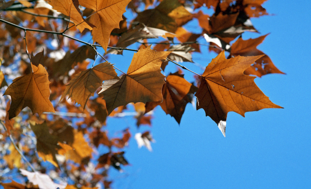 福井市中央公園Ｈ24.11　06