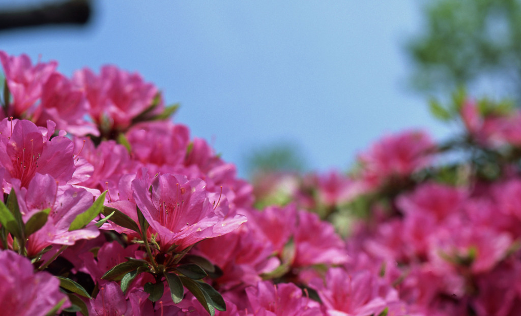 鯖江市西山公園Ｈ24.5.13　09