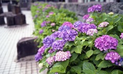 アジサイ　福井市役所正面