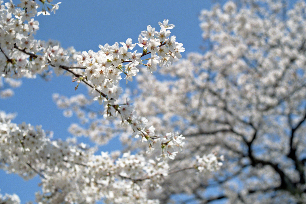 福井市　さくら通り03