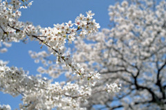 福井市　さくら通り03