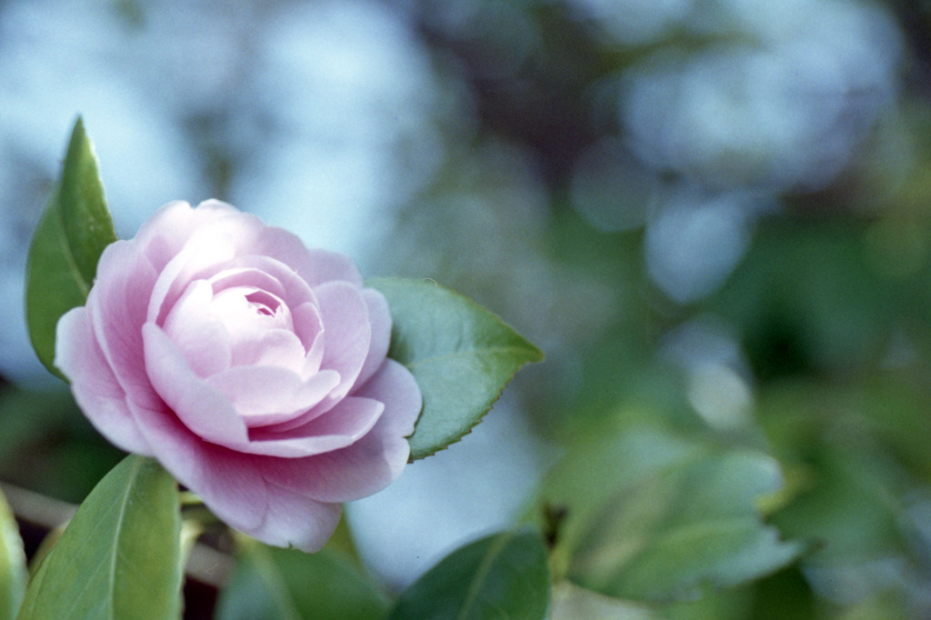 福井県総合グリーンセンター01