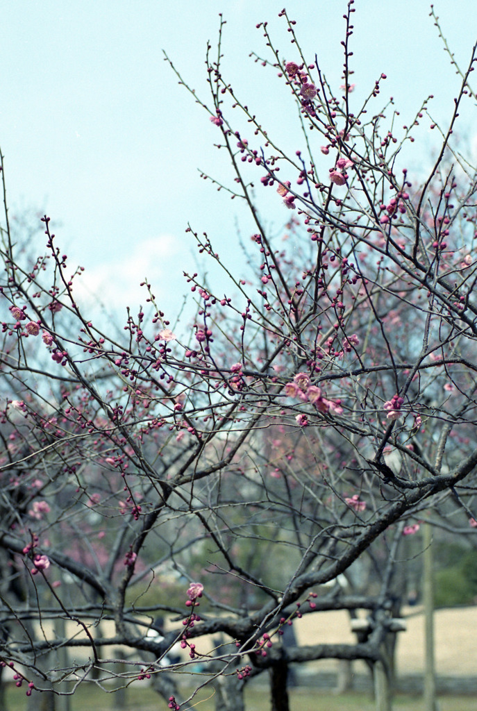 福井市中央公園　梅　３月中旬01