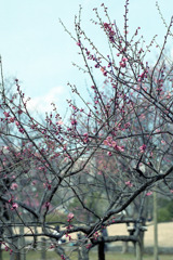 福井市中央公園　梅　３月中旬01