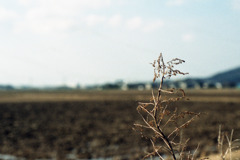 坂井平野　あわら市01