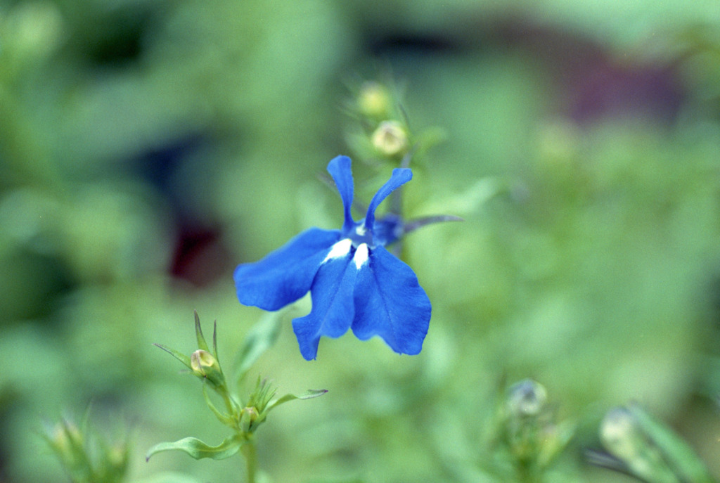 福井県総合グリーンセンター09