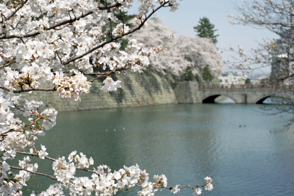 福井県庁お堀02