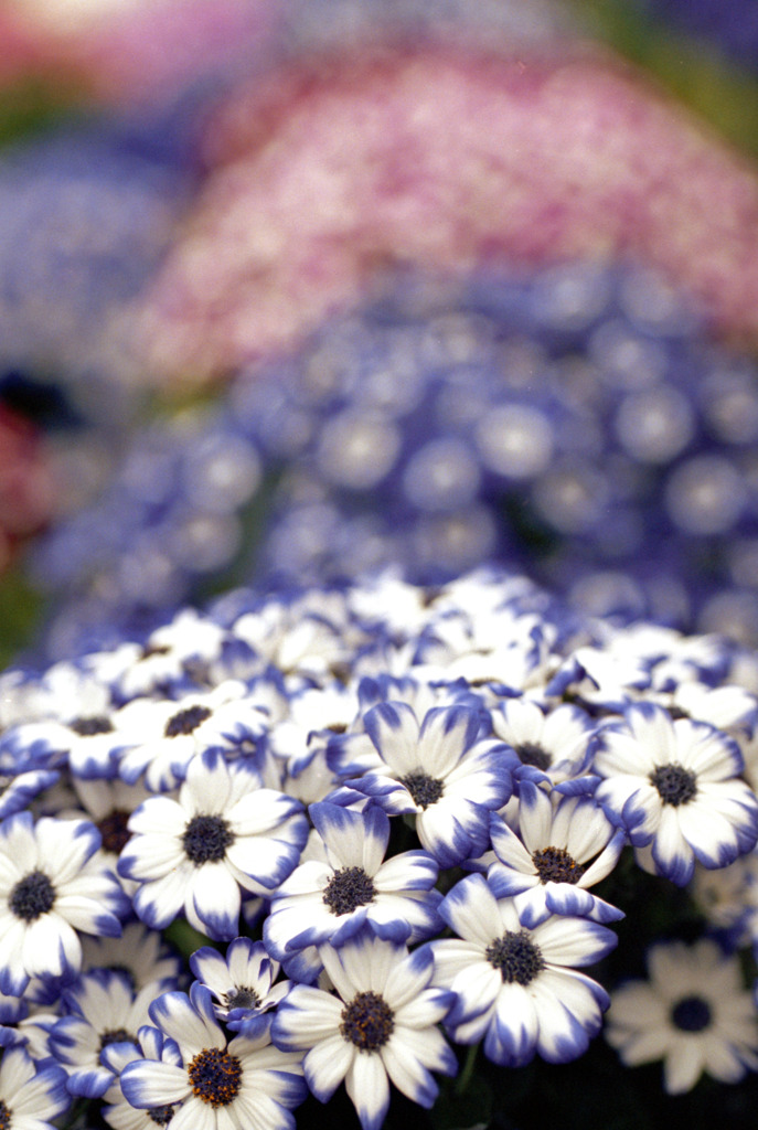 福井県総合グリーンセンター12