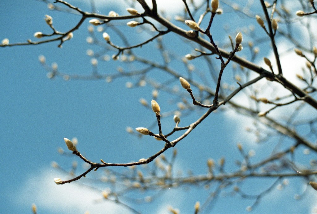 坂井中央公園02