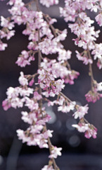 佐佳枝廼社４月中旬03