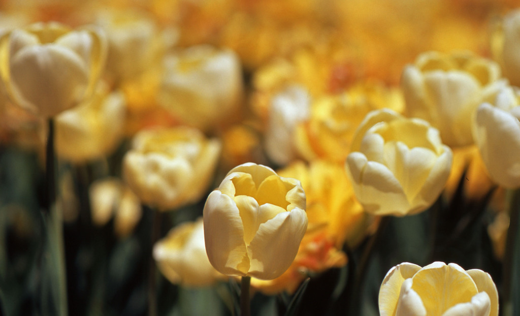 2012となみチューリップフェアＨ24.4.28　02