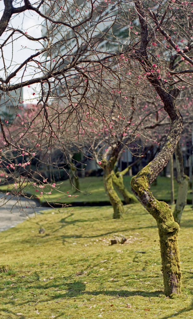 福井市中央公園４月上旬09