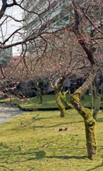 福井市中央公園４月上旬09