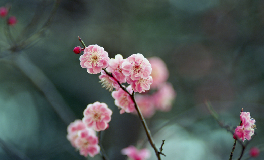 福井市中央公園４月上旬12