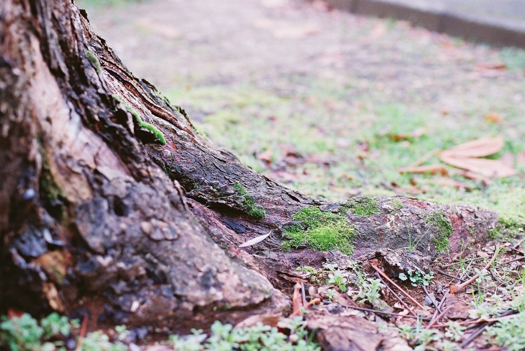 福井市中央公園07