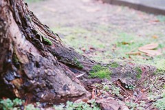 福井市中央公園07