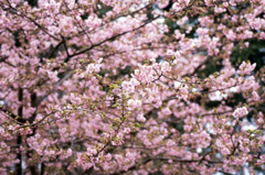 福井県総合グリーンセンターH23.4.2　01