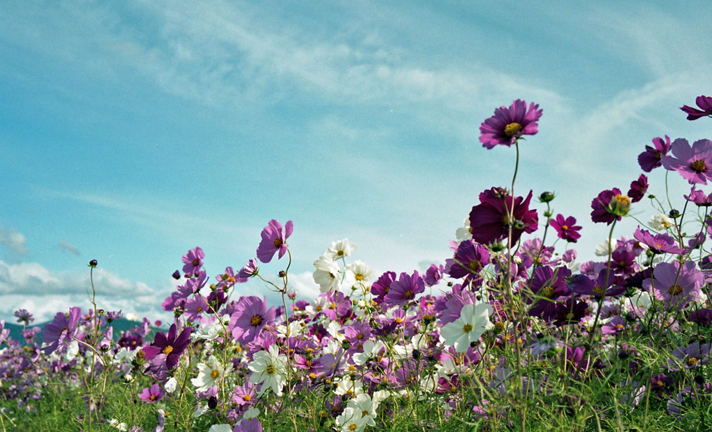 あわら市伊井　コスモス畑04