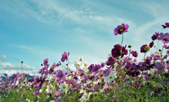 あわら市伊井　コスモス畑04