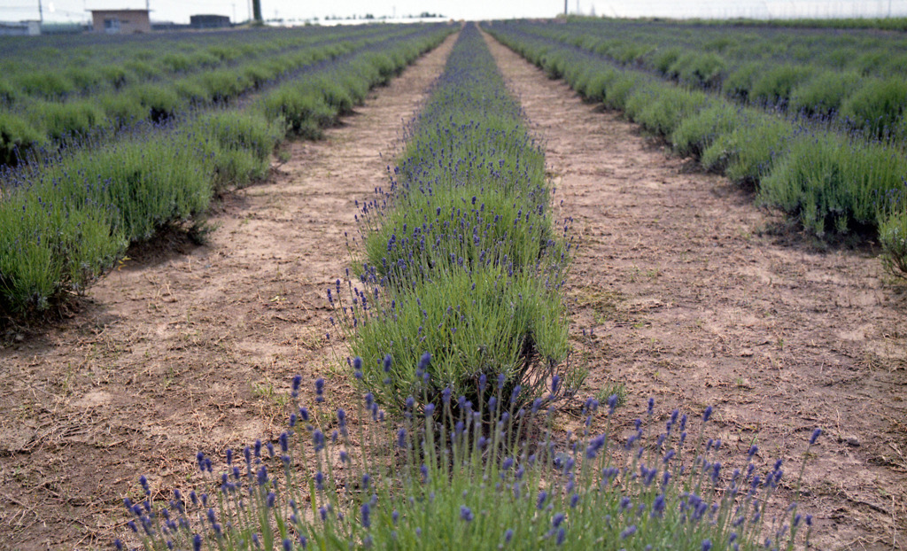 三国町加戸　ラベンダーファームＨ23.6.4　02