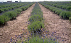 三国町加戸　ラベンダーファームＨ23.6.4　02