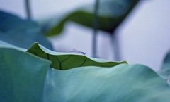 南越前町　花はす公園Ｈ23.7.17　03