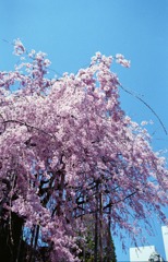 佐佳枝廼社　枝垂桜