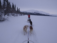 DOG　SLED