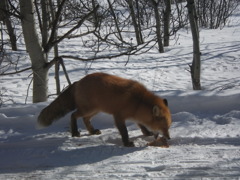 FOX
