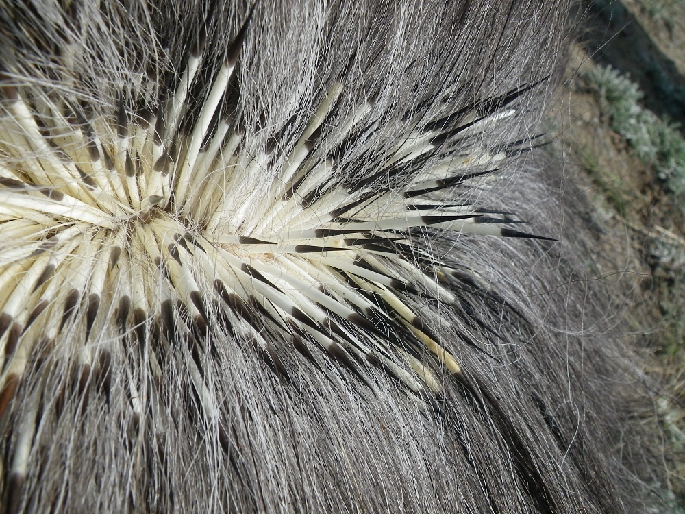 IMGP2609
