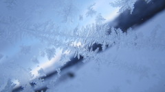 氷の森