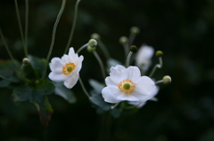 白いの花