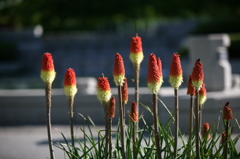 Ice Cream Cones
