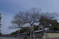 京都御所の冬の桜の木