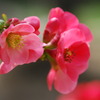 ボケの花1