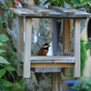 巣箱に野鳥1