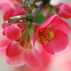 ボケの花2