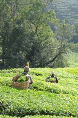 マレーシア、茶畑