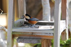 巣箱に野鳥2