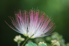 合歓の花2
